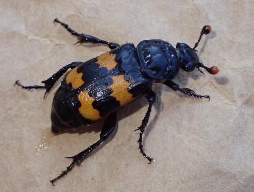 Réf. 333 350 : Nicrophorus interruptus